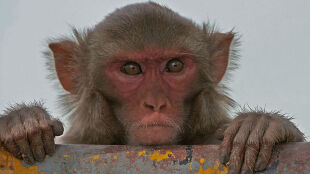 Znalezione obrazy dla zapytania: małpy i ludzie